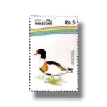 1992-PK893-Water-Birds-Common-Shelduck.webp