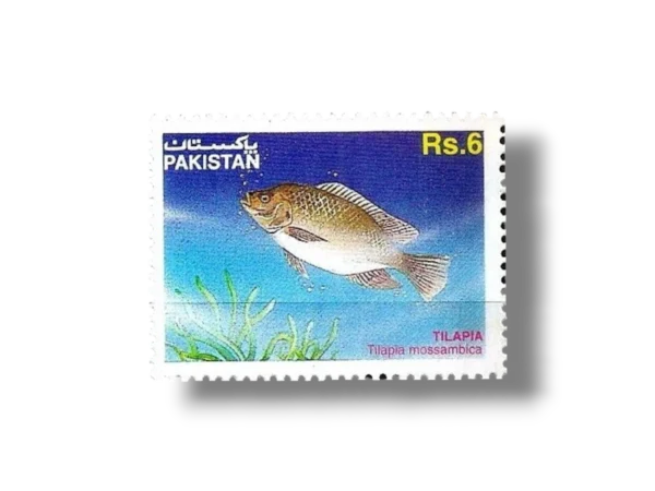 1995 PK964 Mozambique Tilapia Tilapia mossambica