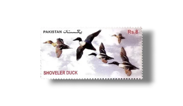 2012 PK1461 Migratory Birds Northern Shoveler (Anas clypeata)