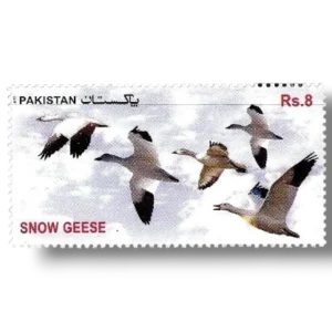 2012 PK1462 Migratory Birds Snow Geese (Anser caerulescens)