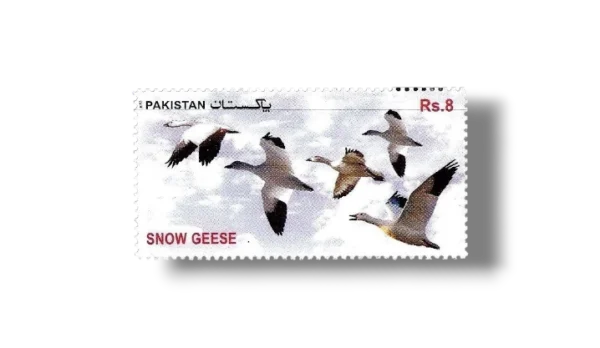 2012 PK1462 Migratory Birds Snow Geese (Anser caerulescens)