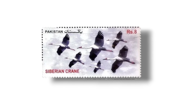 2012 PK1463 Migratory Birds Siberian Crane (Grus leucogeranus)