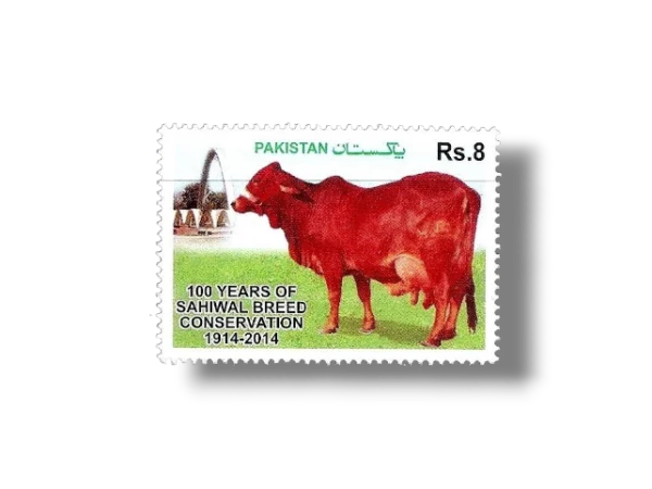 2014 PK1513 Sahiwal Cattle (Bos primigenius indicus)
