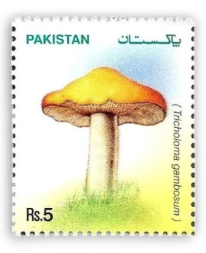 Mushrooms