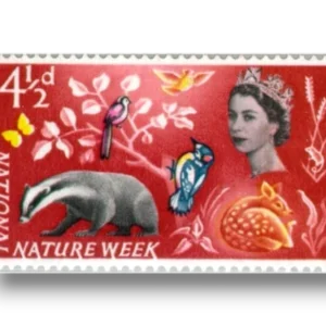 National Nature Week European Badger