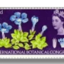 Spring Gentian