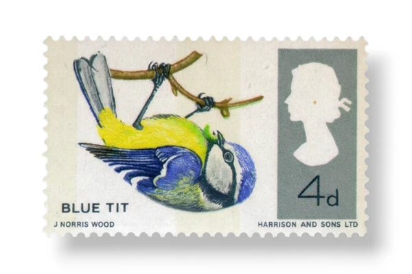 Blue Tit