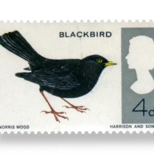 Blackbird