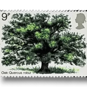 Oak Tree