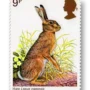 Cape Hare