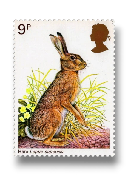 Cape Hare