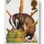 European Badger