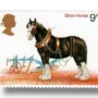 Shire Horse