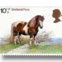 Shetland Pony