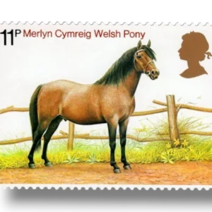 Welsh Pony