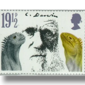 Marine Iguana