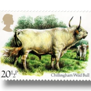 Wild Bull