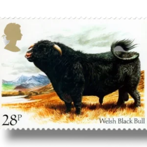 Black Bull