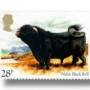 Black Bull