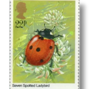Ladybird