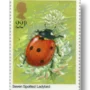 Ladybird