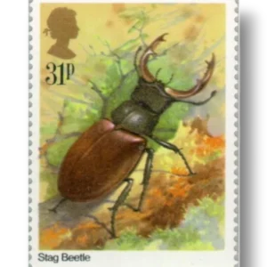 Stag Beetle
