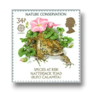 Toad