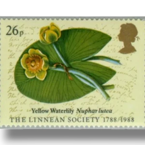Water Lily